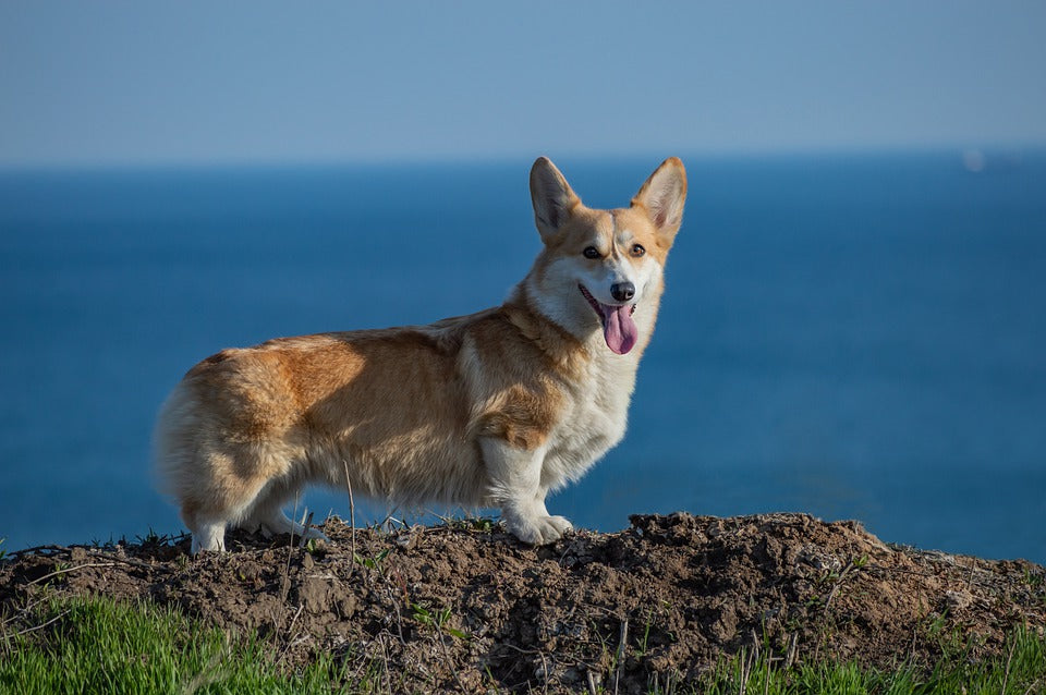 Pembroke Welsh Corgi – A Petter Life