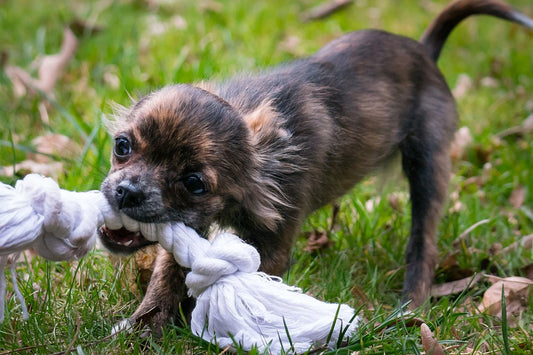 Teething