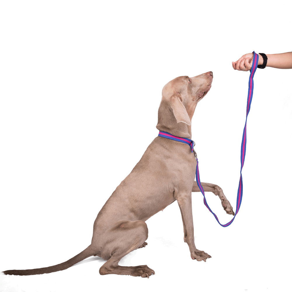 Let's Wag Single Handle Fabric Leash – Blue & Pink