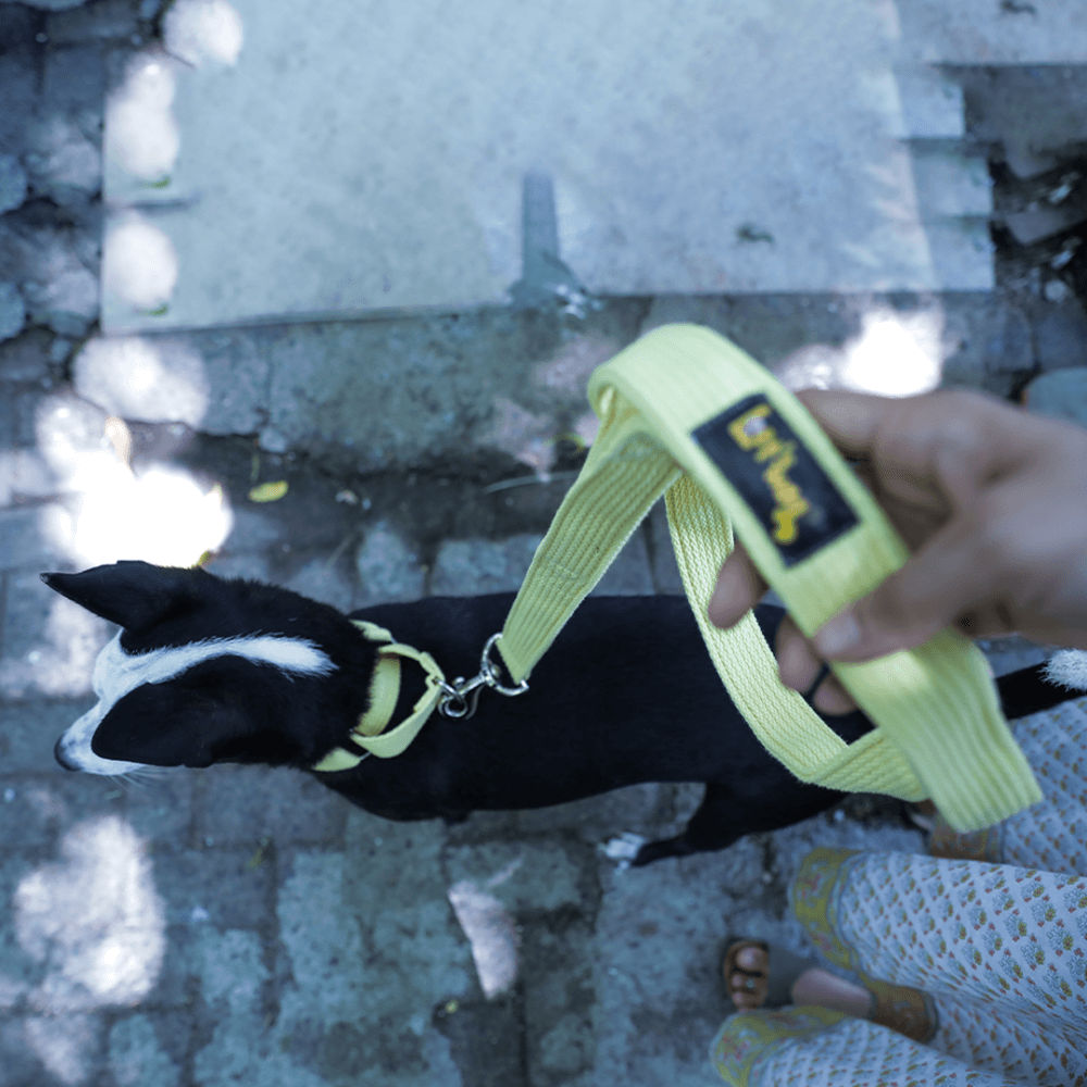 Let's Wag Single Handle Fabric Leash – Yellow