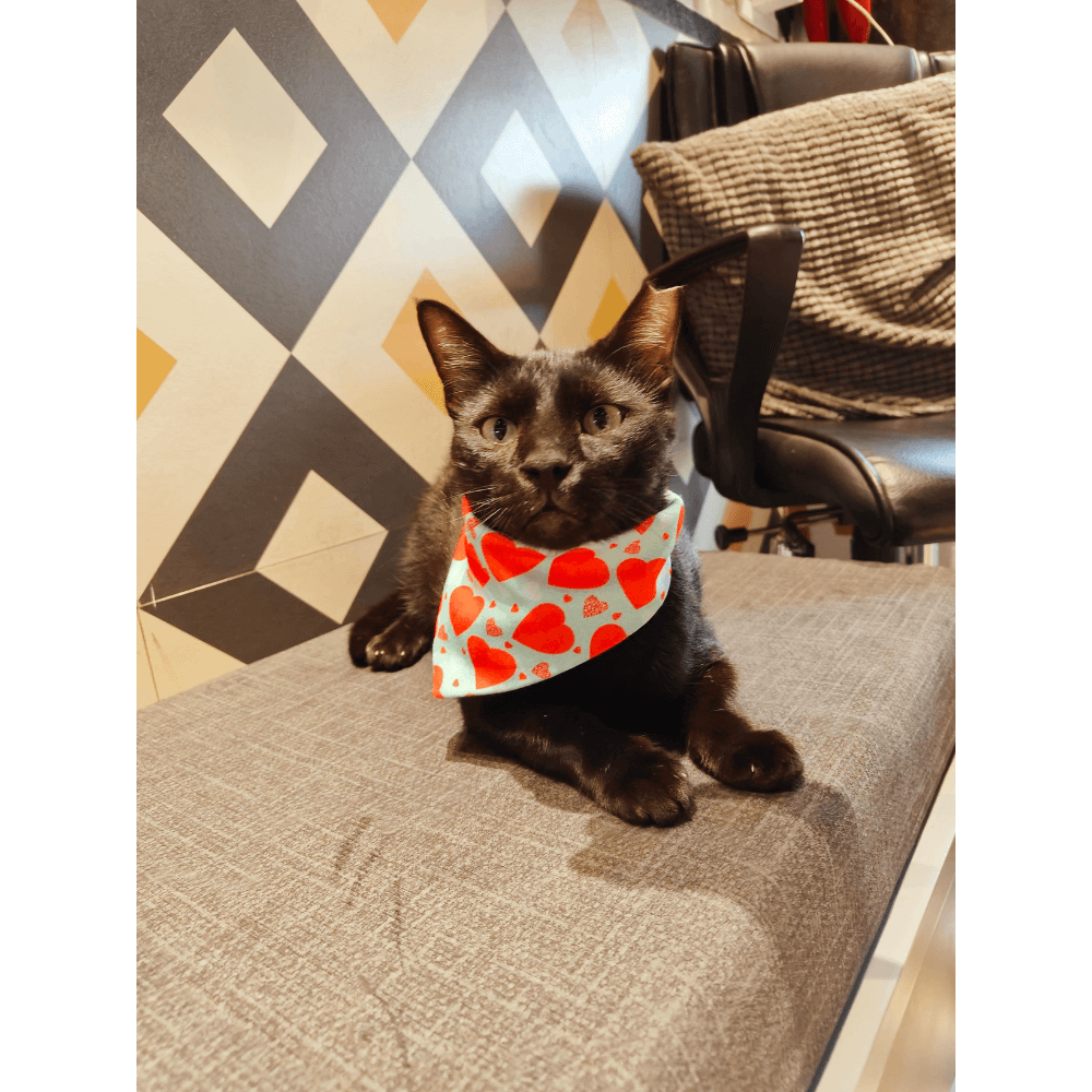 Nutriwoof Love Connection Bandana