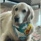 Evergreen Reversible Bandana with Personalised Name (L), Trixie Tugger Round with Plastic Handle (30 cm) & A Petter Life's Special Valentine's Day Cookies Combo For Medium/Large Breed