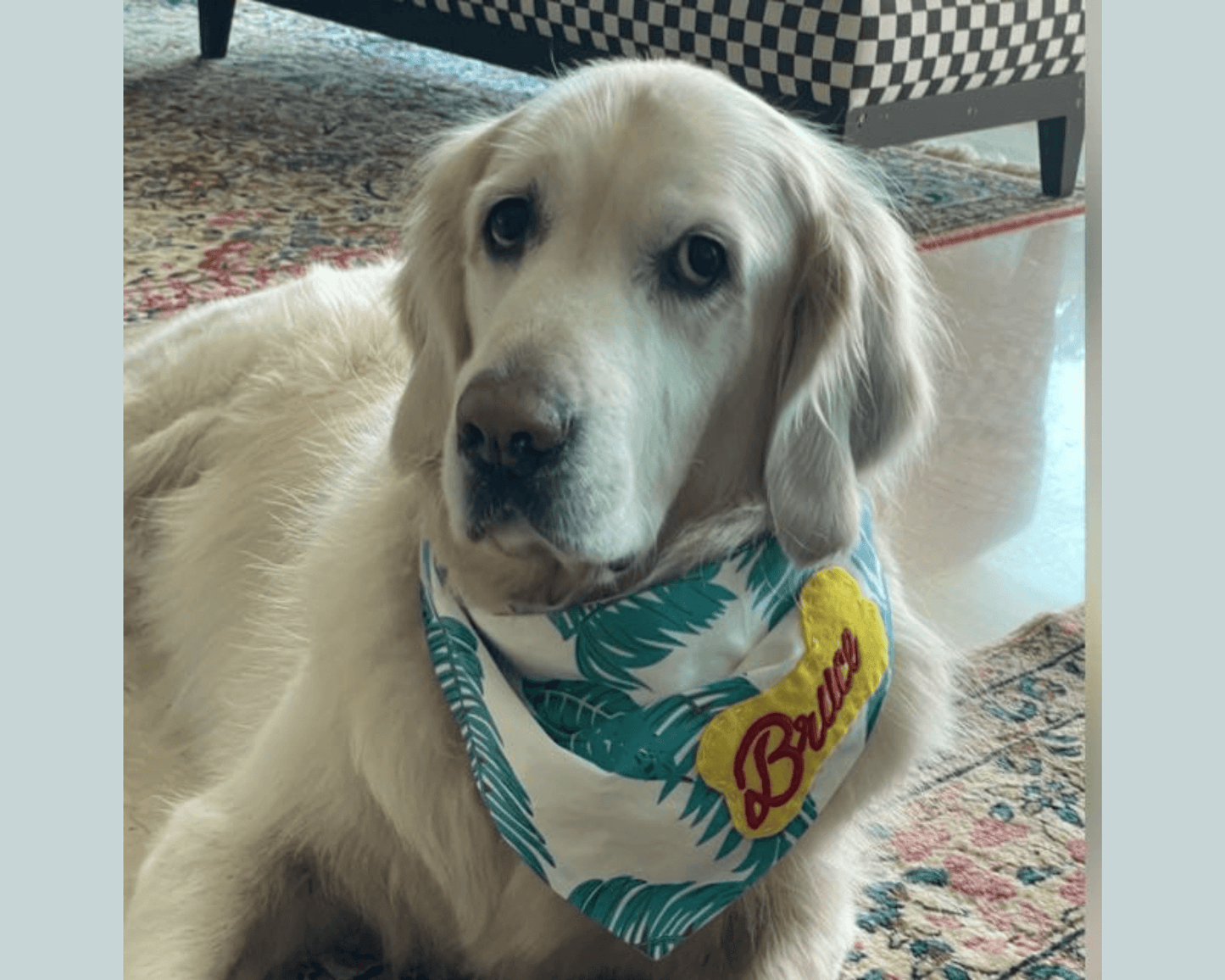 Evergreen Reversible Bandana with Personalised Name (L), Trixie Tugger Round with Plastic Handle (30 cm) & A Petter Life's Special Valentine's Day Cookies Combo For Medium/Large Breed