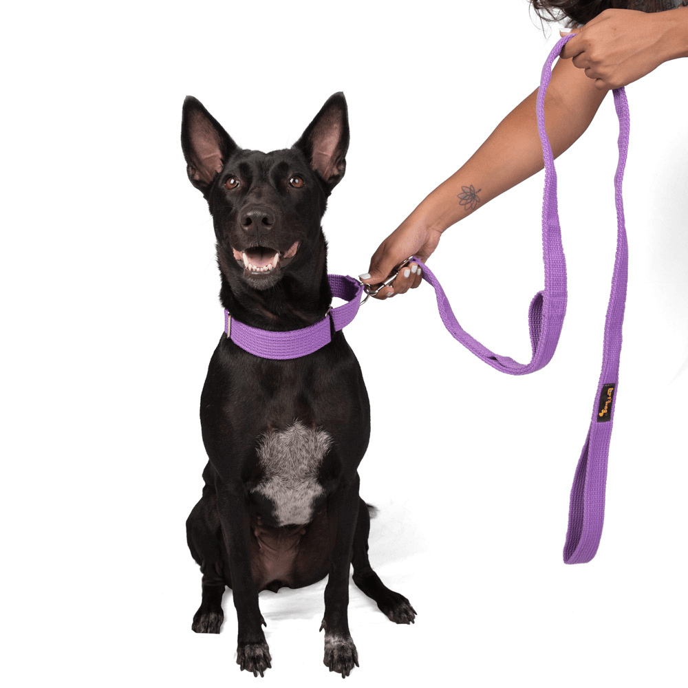 Let's Wag Martingale Fabric Collar – Purple