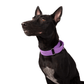 Let's Wag Martingale Fabric Collar – Purple