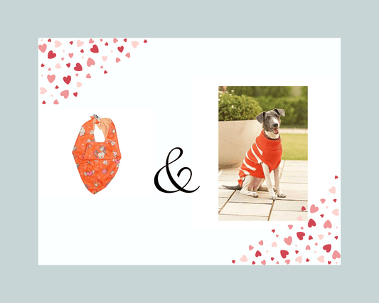 Believe in magic Bandana (M) & Mutt Of Course Orange Striped Knitted Turtle Neck (M) Combo (Suitable For Medium Breed Dogs)