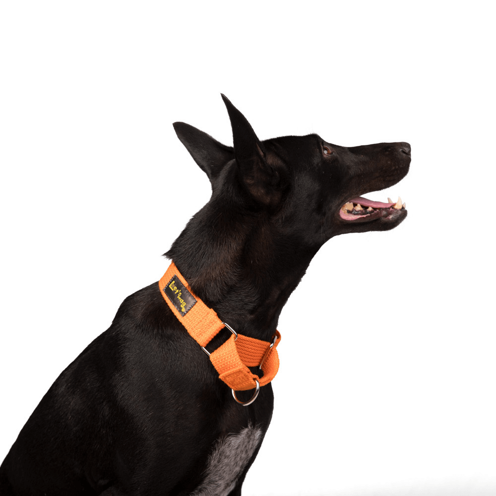 Let's Wag Martingale Fabric Collar – Orange