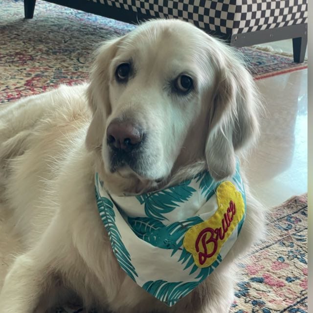 Evergreen Bandana Reversible with Personalised Name, Trixie Plush Bone Estelle & Valentine's Day Special Cookies Combo For Medium Breeds